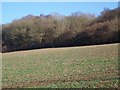 Root crop and woodland near Downton