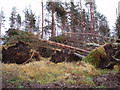 NH9449 : Fallen Trees by Dorothy Carse