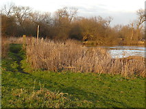 SK4631 : Path by the Trent near Sawley by Andy Jamieson