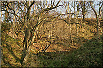 NT4936 : An old disused quarry on Blaikie's  Hill by Walter Baxter