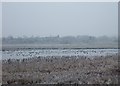 Doxey Marsh in winter