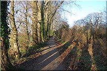 SX9390 : Path by the Mill Race by N Chadwick