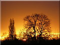 Trees at Sawley Marina