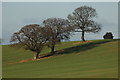 Oak trees on Snails Bank