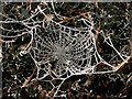 SO3080 : Spider's web by Derek Harper