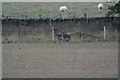 Fallow Deer (Dama dama), Kincairney