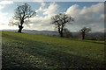 SP0328 : Bare winter trees on Stancombe Farm by Philip Halling
