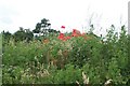 Poppies in the Hedgerow, Holdworth Lane, near Oughtibridge