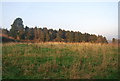 Conifer plantation near East Budleigh