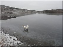 NH4724 : Black Loch, White Dog by Adam Ward