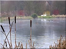 SU0625 : Fishing lakes, Bishopstone by Maigheach-gheal