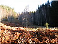 Track going through forest Clearing above Bhl?raidh