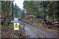 Timber Felling operations near Prosen Bridge