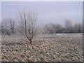 Field in Winter