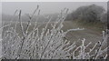 Rime-covered vegetation