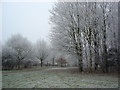 Flood Meadows, Alton, with frost on the trees