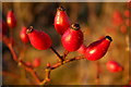 SU4028 : Rosehips, Mount Down by Jim Champion