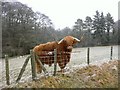 Field with Highland cattle