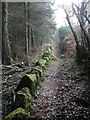 Woodland path, near Hill Farm