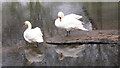 Swans at edge of lake at Passfield Manor