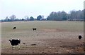 Cattle at Heaves Farm Piddlehinton