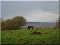 Pony grazing at Lough Neagh