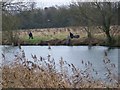 The River Stour, Wimborne