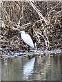 Little Egret (Egretta garzetta), Wimborne