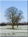 A clear frosty morning on Walton Heath