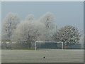 Frosted trees at Five Acres campus 2