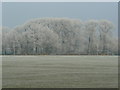 Frosted trees at Five Acres campus 3