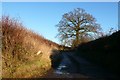 Farm Track Near Yetminster