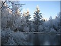 Frozen pond in Culloden Woods
