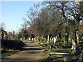 Trees at Hampstead cemetery