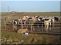 Ponies at Caer Nwchwn