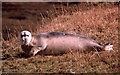HU4991 : Bearded Seal (Erignathus barbatus), Mid Yell by Mike Pennington