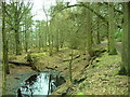 Old Fireclay Pit - In Shady Walks