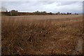 Contour of Dismantled Railway Line near Auchterforfar Farm