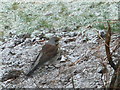 Fieldfare in our garden