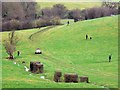 Shooting party, Barelegs Brake, near Stowey