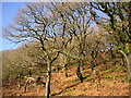 Ancient Oaks by the Ogmore