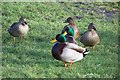 Wildlife at Marlacoo Lake 2