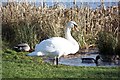 Wildlife at Marlacoo Lake 5