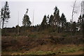 Wind Damage to part of Montreathmont Forest