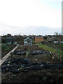 Weald Allotments