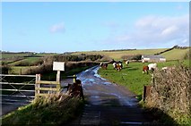 SY5291 : Cattlegrids near Chilcombe. by Nigel Mykura