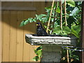 Blackbird taking a refreshing dip