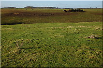 SO8834 : Cattle on Shuthonger Common by Philip Halling