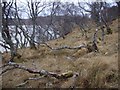 NC5348 : Woodland on the shore of Loch an Dherue  by Roger McLachlan