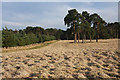 Field near Herringswell